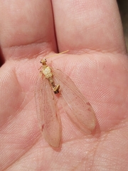 Nymphidae