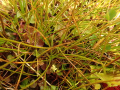 Juncus novae-zelandiae