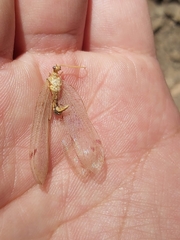 Nymphidae