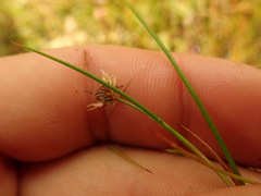Juncus novae-zelandiae