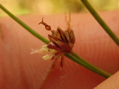 Juncus novae-zelandiae