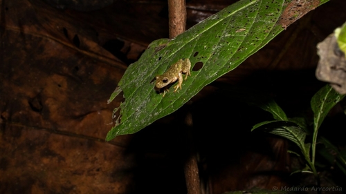 Sierra Juarez Brook Frog, Duellmanohyla ignicolor