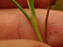Juncus novae-zelandiae