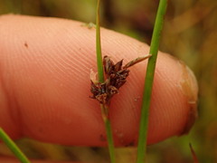 Juncus novae-zelandiae