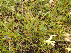 Juncus novae-zelandiae