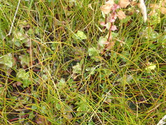 Juncus novae-zelandiae