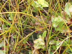 Juncus novae-zelandiae