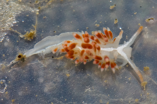 Orienthella cooperi