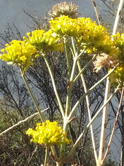 Kalanchoe densiflora