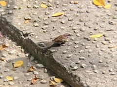 Passer montanus