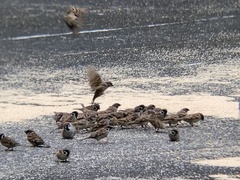 Passer montanus
