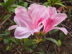 Rhododendron × pulchrum