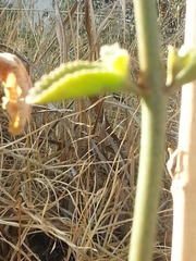 Kalanchoe densiflora
