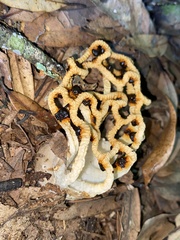 Clathrus chrysomycelinus