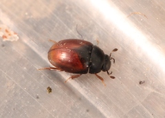 Cercyon melanocephalus