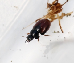 Cercyon melanocephalus