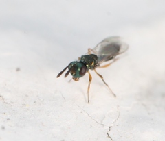 Cyrtogaster vulgaris