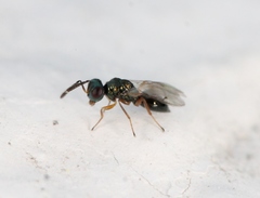 Cyrtogaster vulgaris