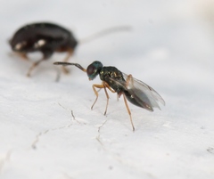 Cyrtogaster vulgaris