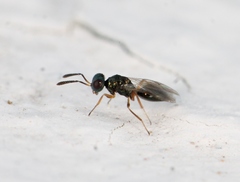 Cyrtogaster vulgaris