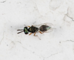 Cyrtogaster vulgaris