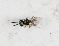 Cyrtogaster vulgaris