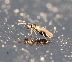 Cyrtogaster vulgaris