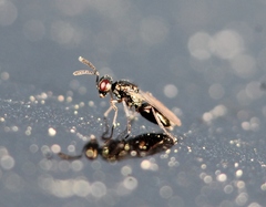 Cyrtogaster vulgaris