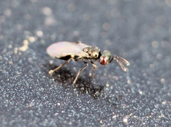 Cyrtogaster vulgaris