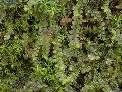 Jungermannia atrovirens