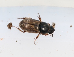 Melinopterus prodromus