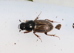 Melinopterus prodromus