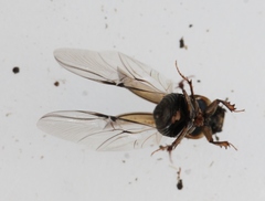 Melinopterus prodromus