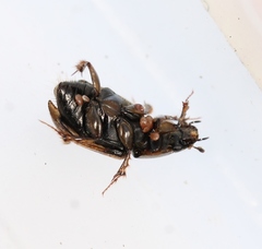Melinopterus prodromus