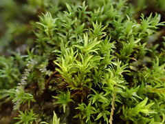 Hydrogonium croceum