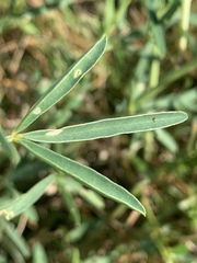 Crotalaria distans