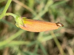 Crotalaria distans