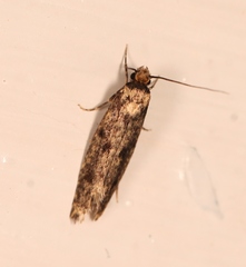Niditinea fuscella