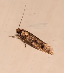 Niditinea fuscella