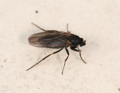 Triphleba