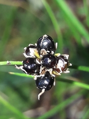 Juncus novae-zelandiae