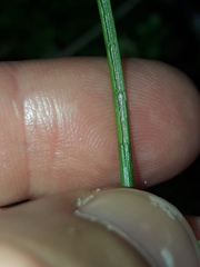 Juncus novae-zelandiae