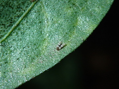 Parthenothrips dracaenae