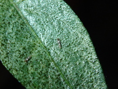 Parthenothrips dracaenae