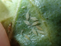 Parthenothrips dracaenae