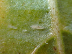Parthenothrips dracaenae