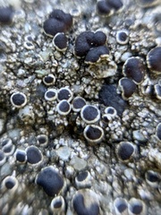 Tephromelataceae