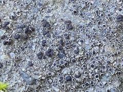 Tephromelataceae