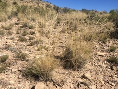 Muhlenbergia setifolia