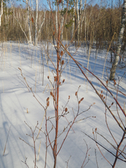 Betula fruticosa